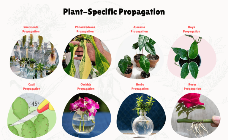 Plant Propagation