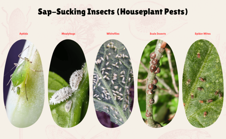 Houseplant Pests and Diseases: Zone-Specific Indoor Gardener’s Battle Plan