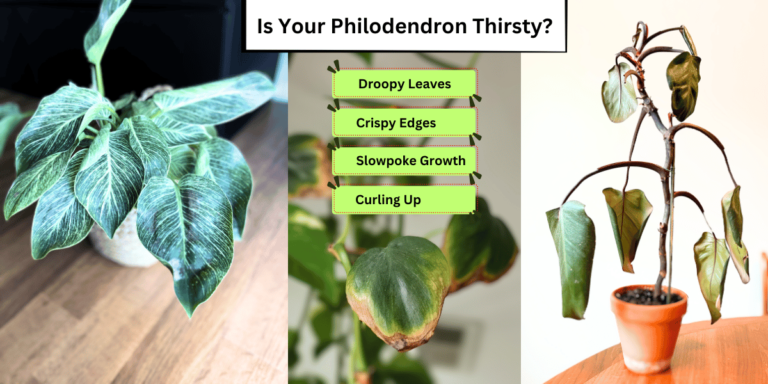 Water in Philodendron