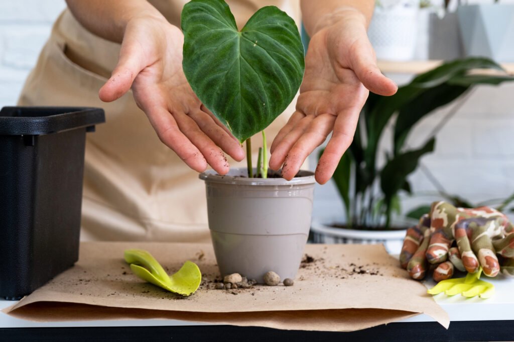 transplanting-a-home-plant-philodendron-verrucosum