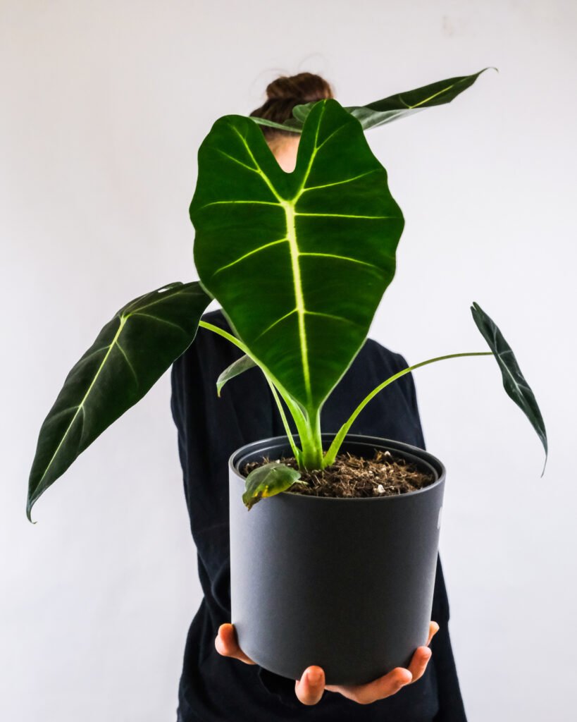 vertical-shot-of-a-female-holding-alocasia-cuprea