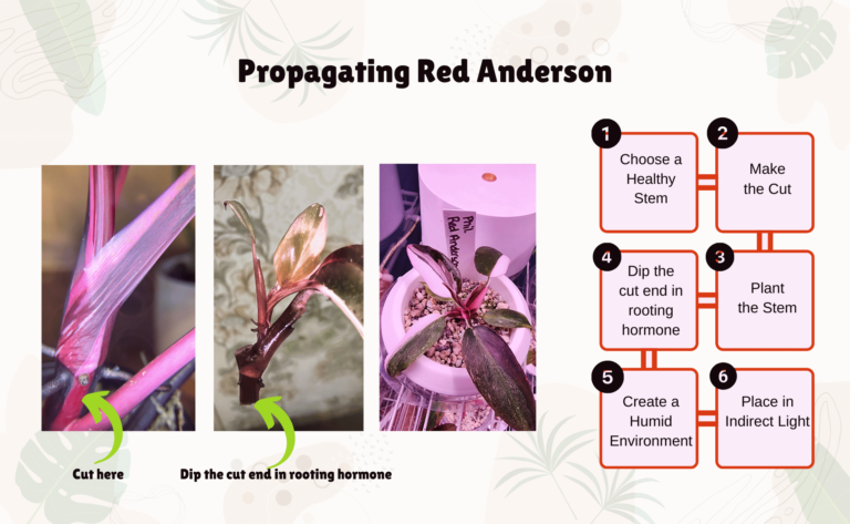 Philodendron Red Anderson: Light, Water, Soil Recipe, Propagation & More