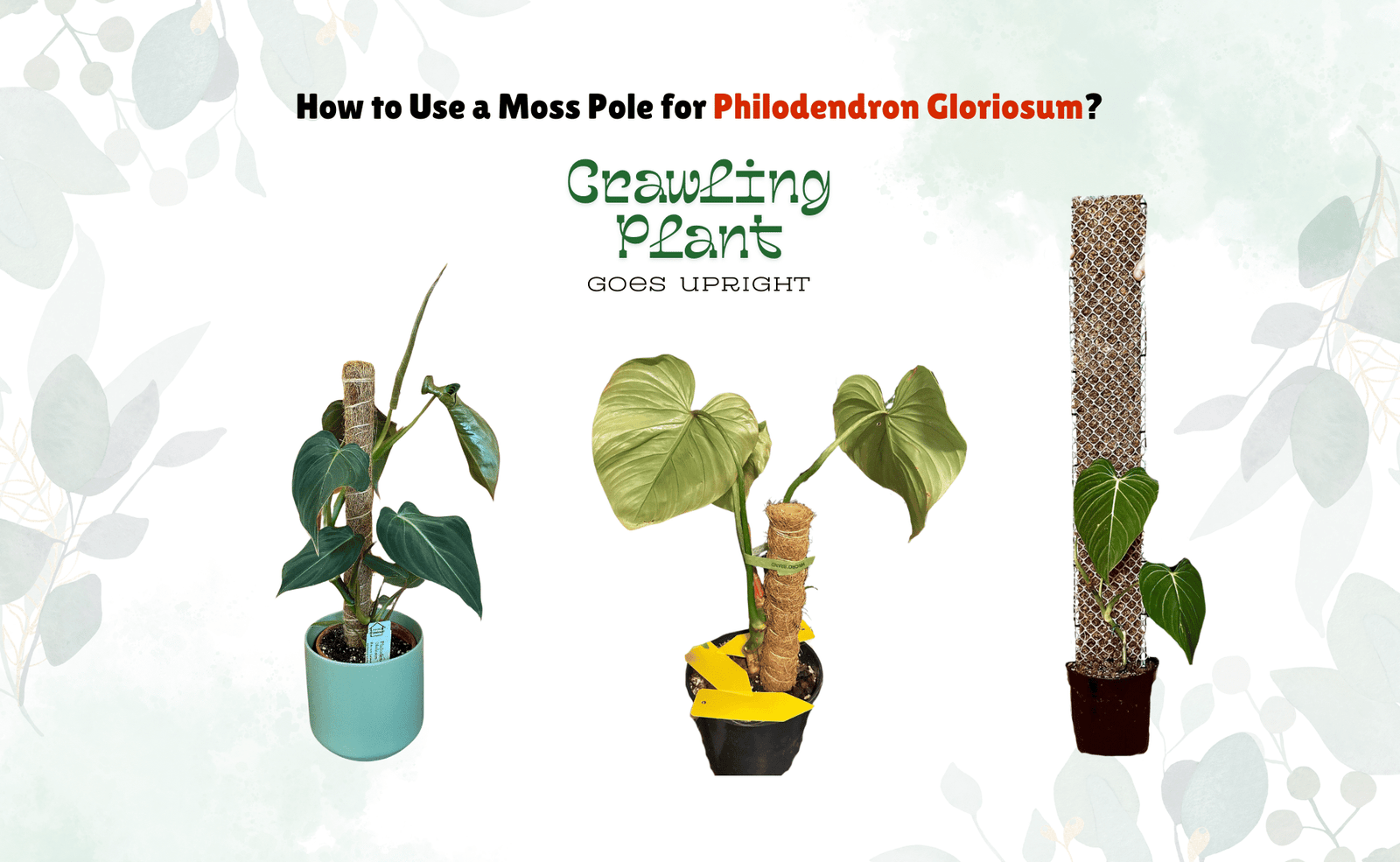 How to use Moss Pole for Philodendron Gloriosum