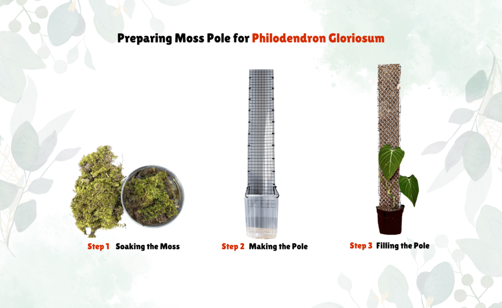 prepare a moss pole for your Philodendron Gloriosum