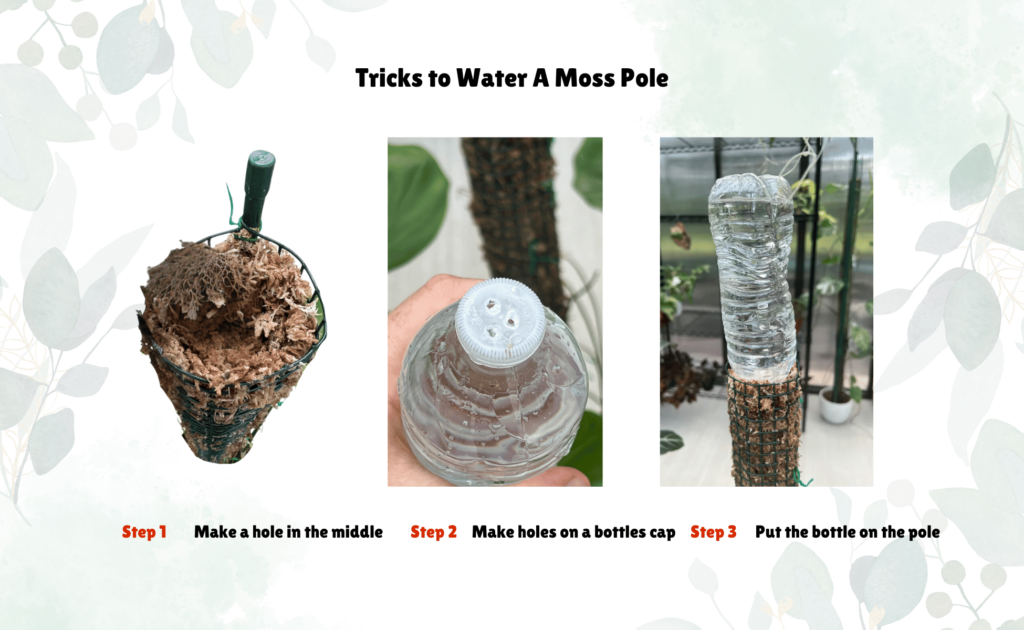 how to water a moss pole