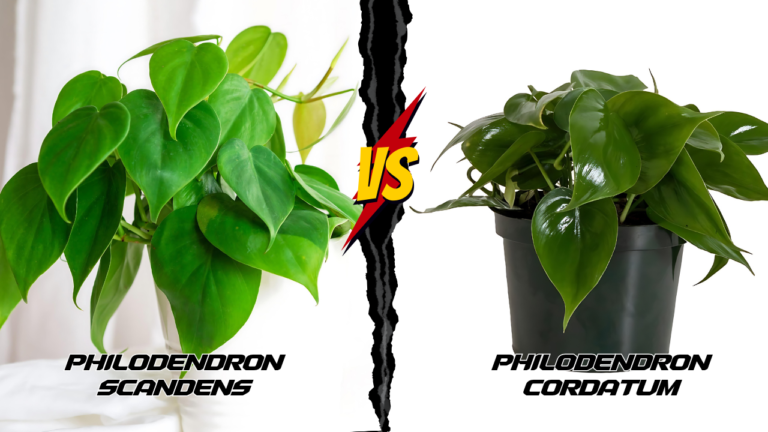 Philodendron Scandens vs. Cordatum