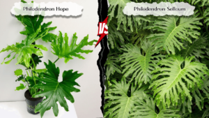 Difference between Philodendron Hope and Selloum