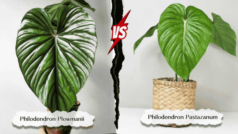 Differences Between Philodendron Pastazanum and Plowmanii (Part 2)