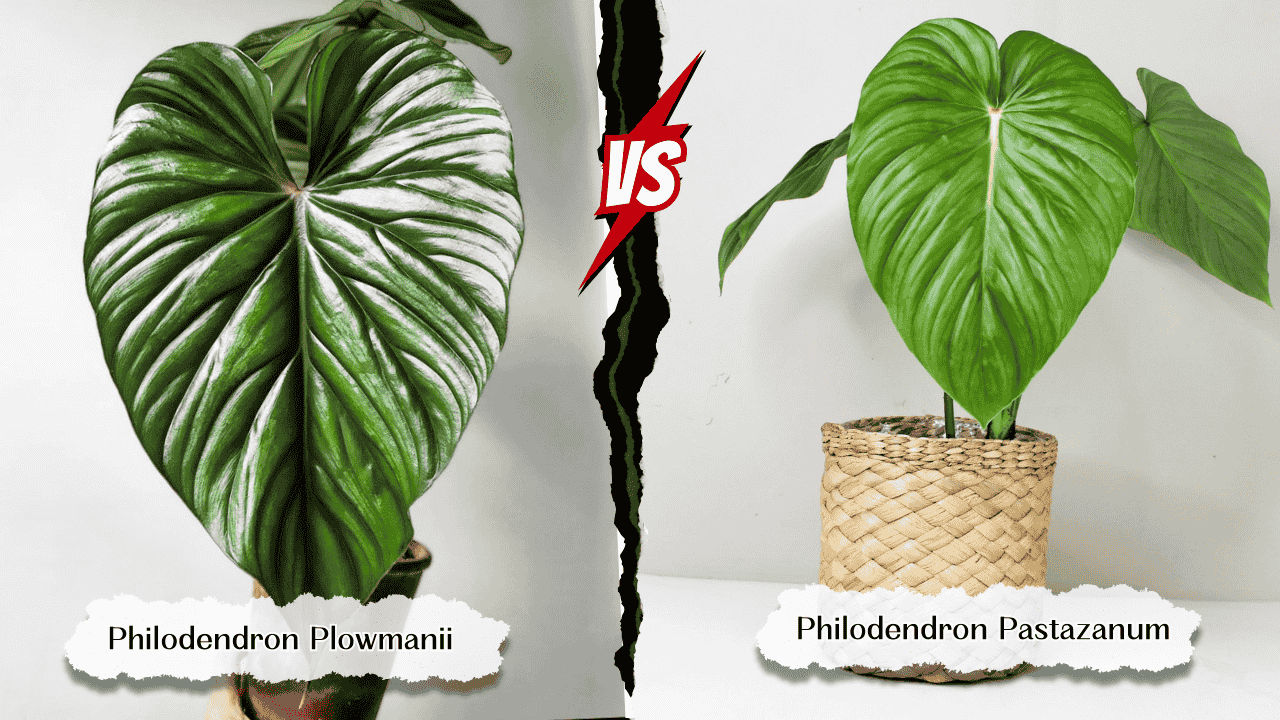 Differences Between Philodendron Pastazanum and Plowmanii (Part 2)