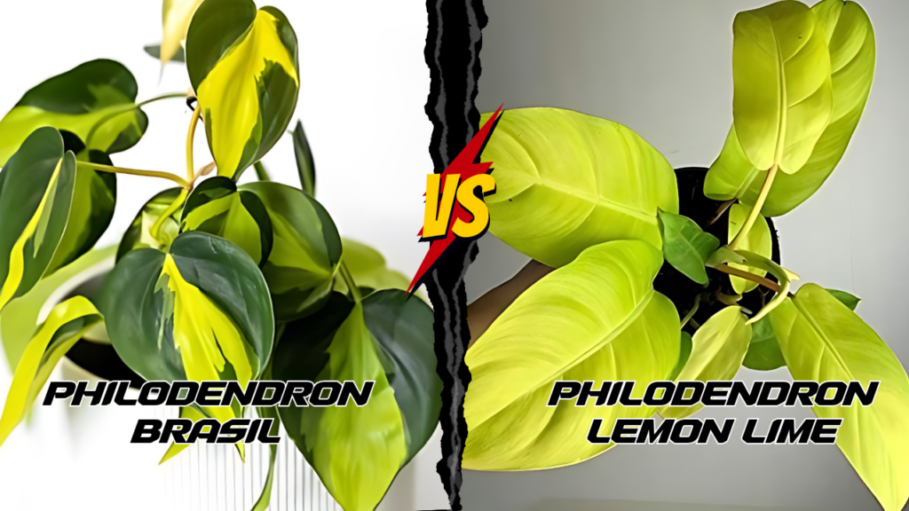 Philo Brasil vs Lemon Lime: Which one is Your Perfect Match?