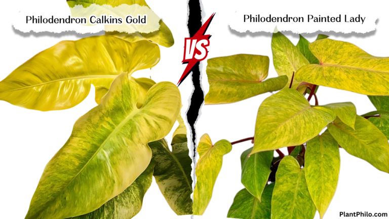 Philodendron Calkins Gold vs. Painted Lady