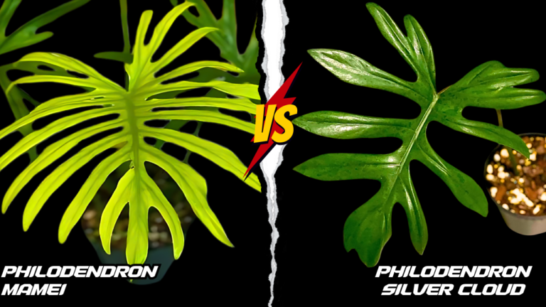 Philodendron Elegans vs. Mayoi leaf Comparison