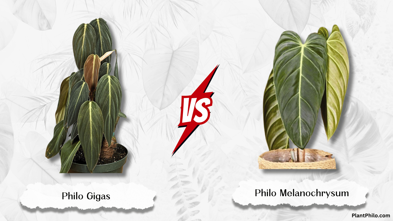 Philodendron Gigas vs Melanochrysum. Uncover care secrets, growth hacks