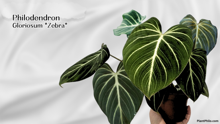 Philodendron Gloriosum Zebra