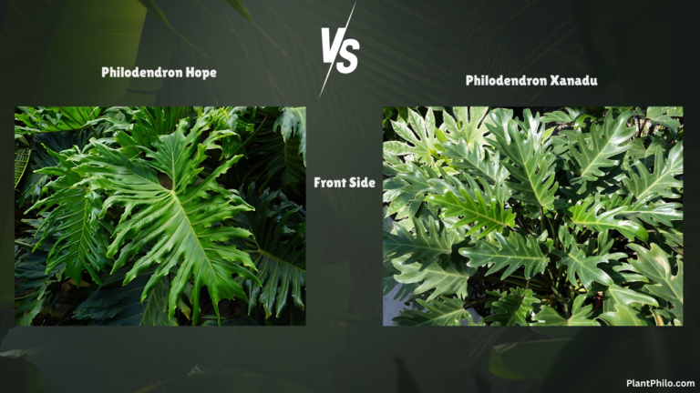 Philodendron Hope vs. Xanadu