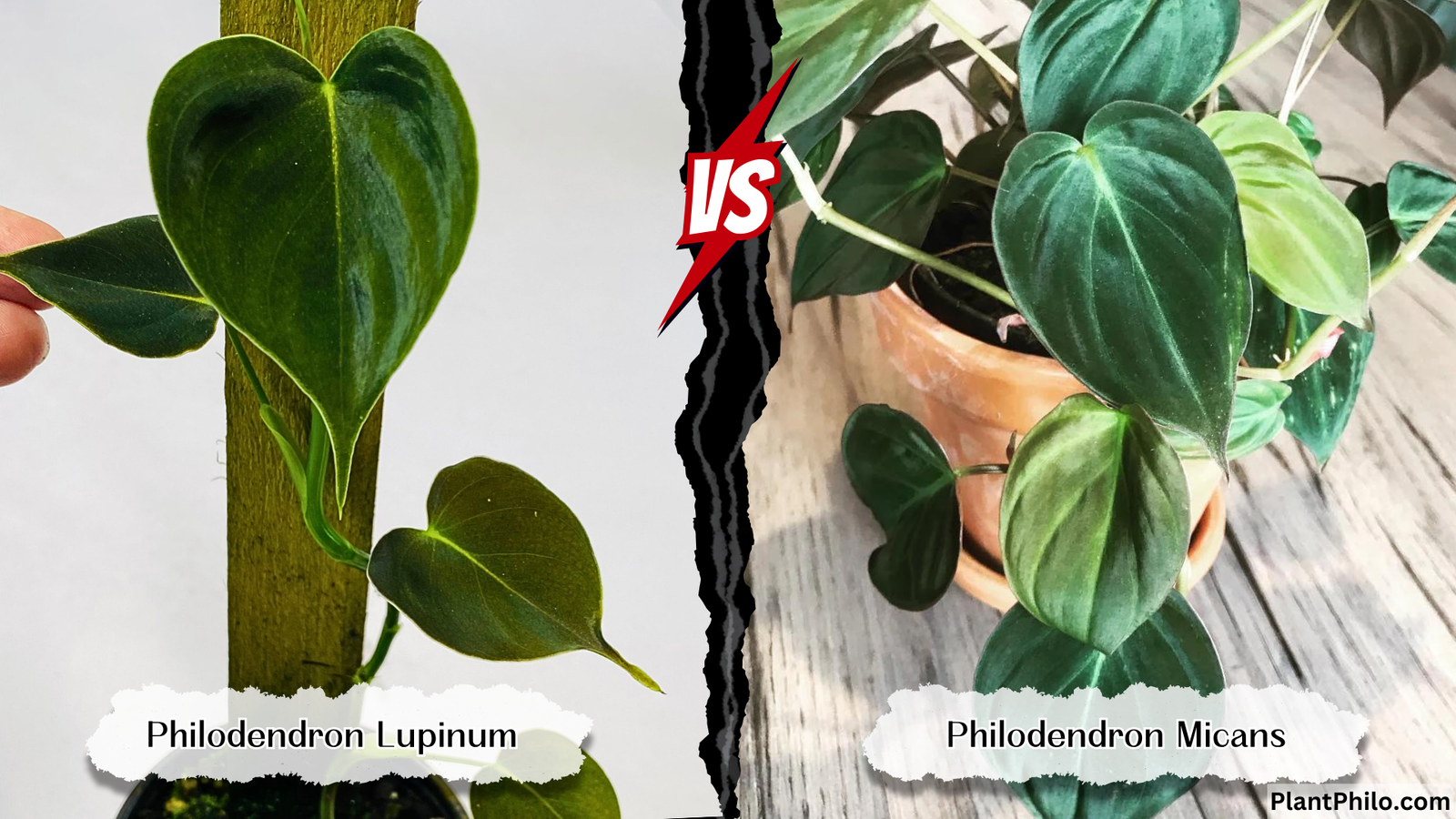 Philodendron Lupinum vs Philodendron Micans Comparison difference Leaf Shape Color Growth Habit Common Problems and Solutions