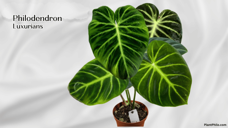 Philodendron Luxurians