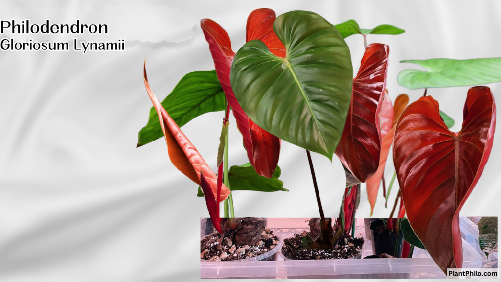 Philodendron Lynamii Leaf Shape Color Growth Habit Common Problems and Solutions Soil Fertilizing Propagation Pests & Diseases