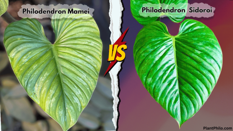 Philodendron Mamei vs Philodendron Sidoroi