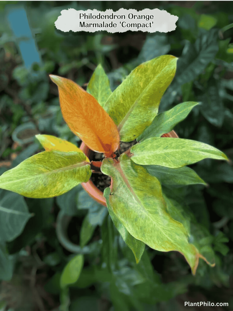 Philodendron Orange Marmalade ‘Compact’