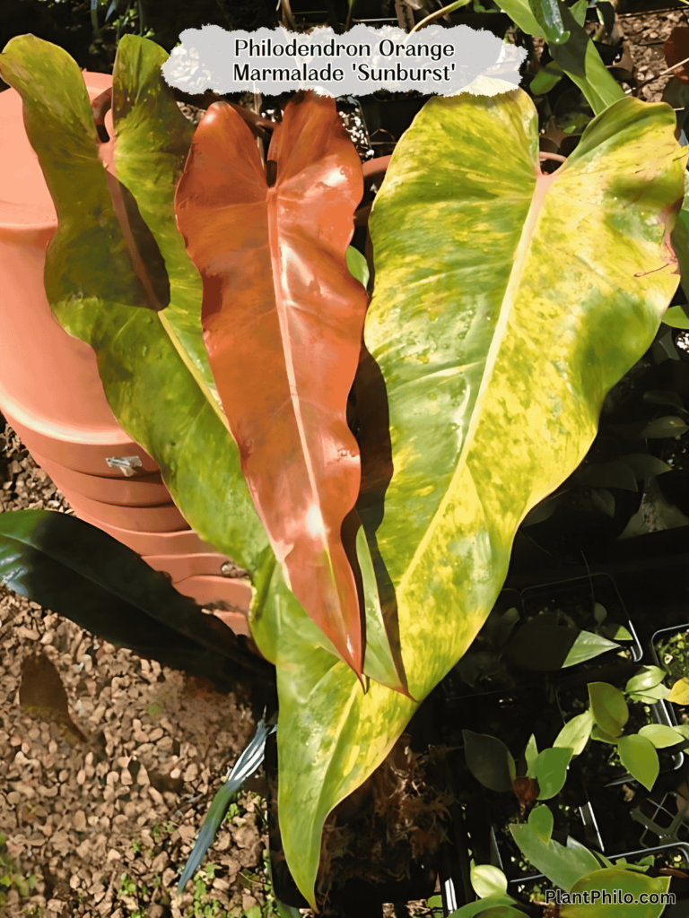 Philodendron Orange Marmalade 'Sunburst'