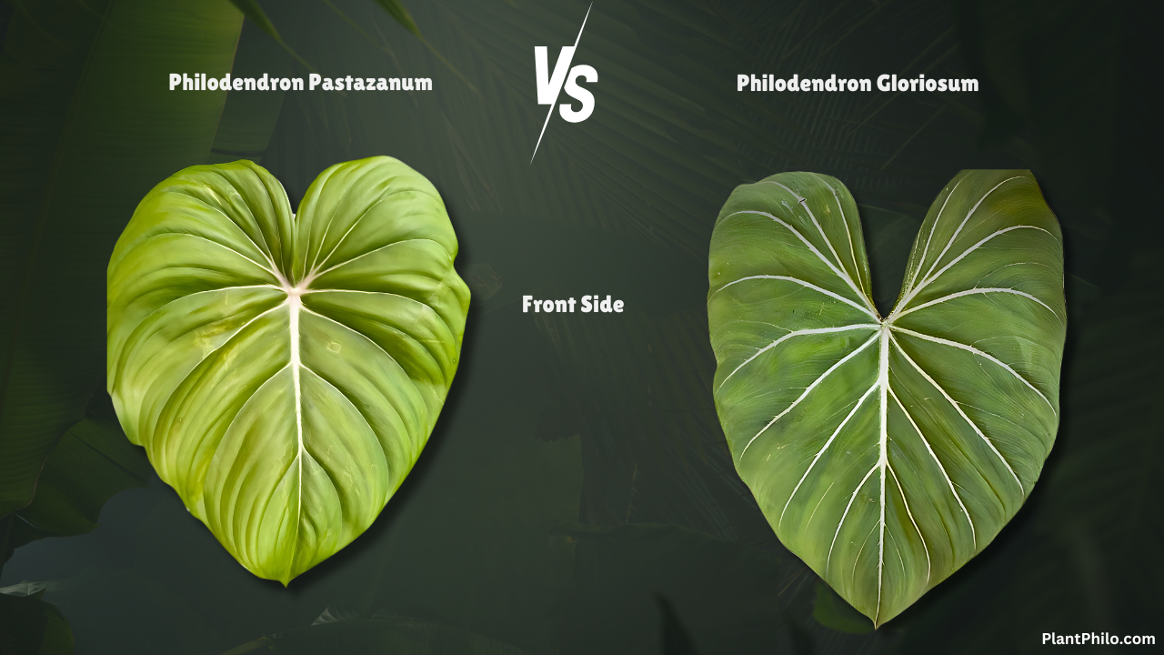 Philodendron Pastazanum vs. Gloriosum