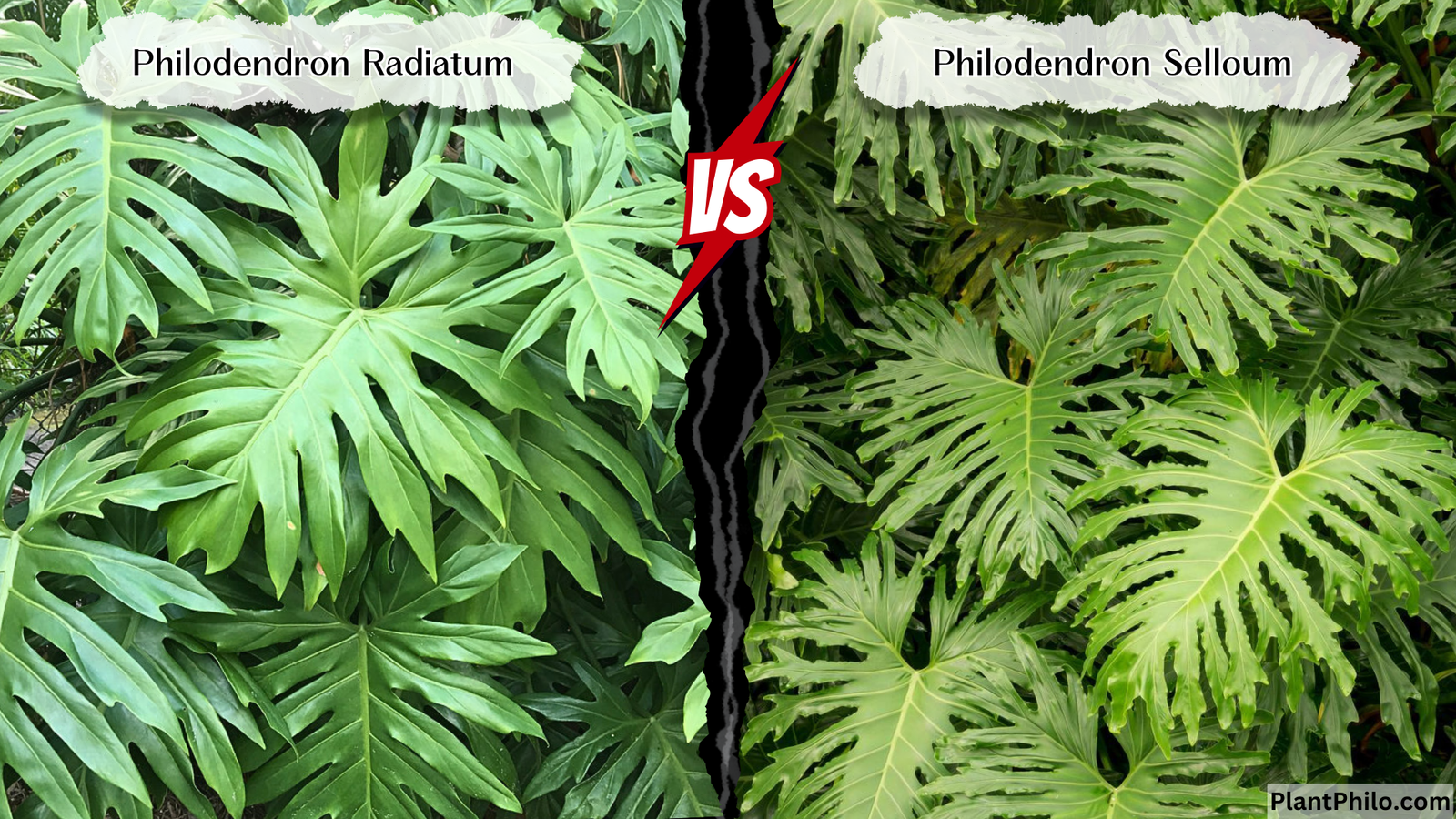 Philodendron Radiatum vs Philodendron Selloum Comparison difference Leaf Shape Color Growth Habit Common Problems and Solutions