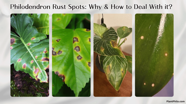 Philodendron Rust Spots