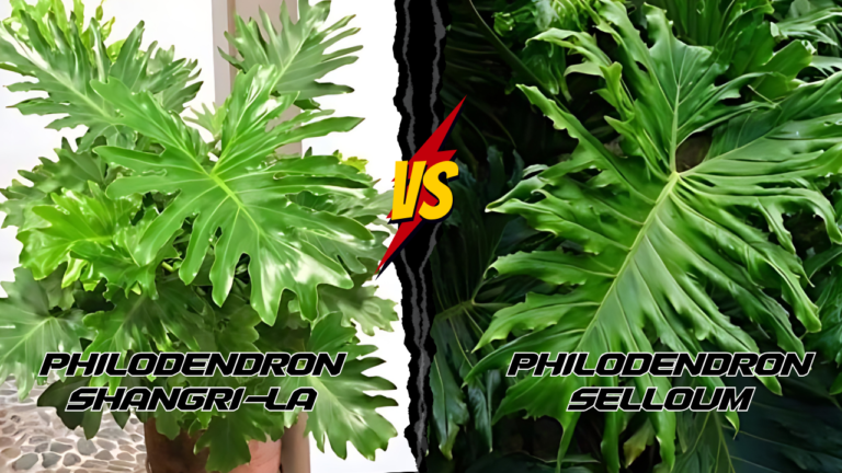 Philodendron Shangri-La and Selloum leaf front side Comparison difference Leaf Shape Color Growth Habit Common Problems and Solutions