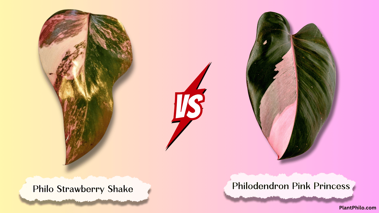 Comparison between Philodendron Strawberry Shake and Pink Princess