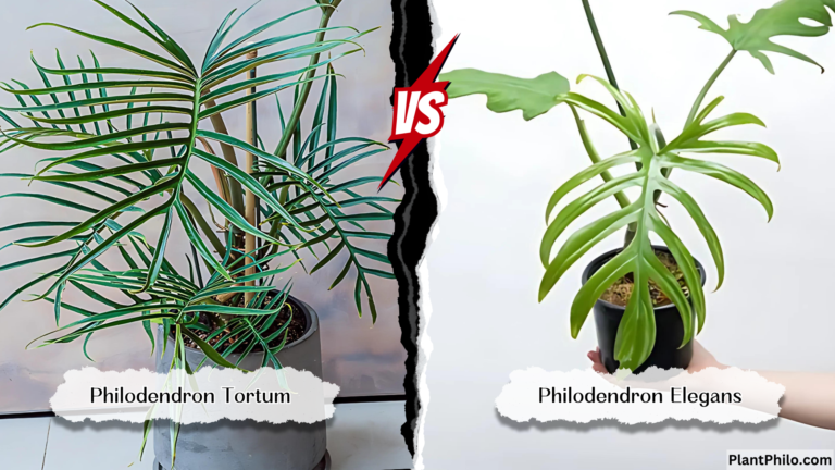 Philodendron Tortum vs Philodendron Elegans Comparison difference Leaf Shape Color Growth Habit Common Problems and Solutions