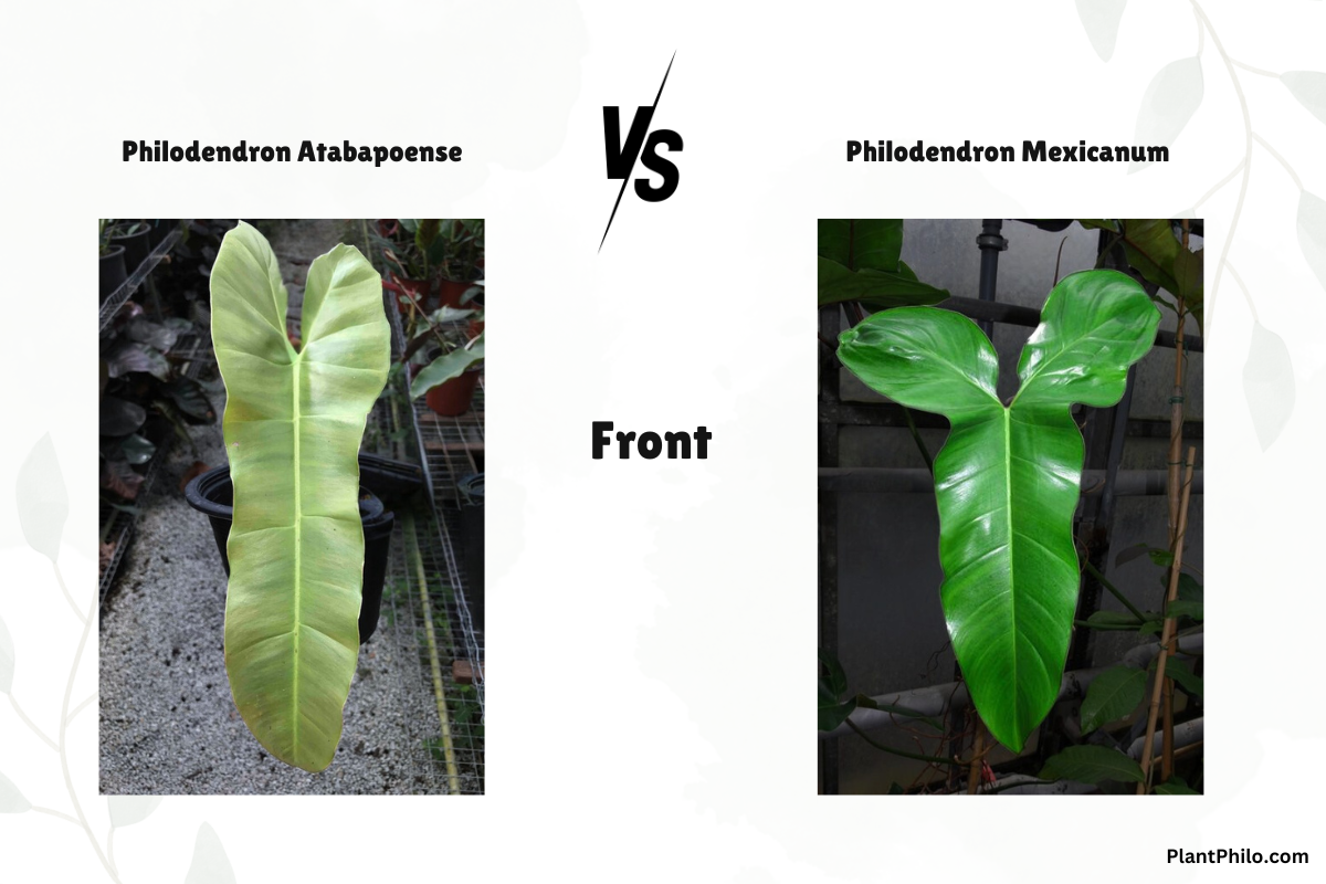 Philodendron Atabapoense vs. Mexicanum: A Quick Guide