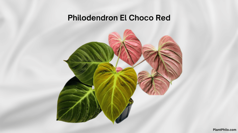 Philodendron El Choco Red