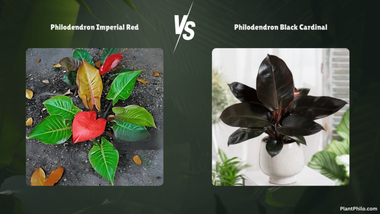 Philodendron Imperial Red vs. Black Cardinal