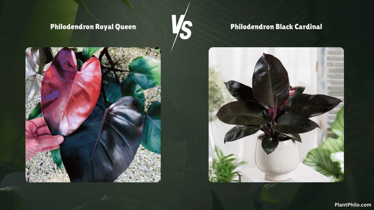 Philodendron Royal Queen vs. Black Cardinal