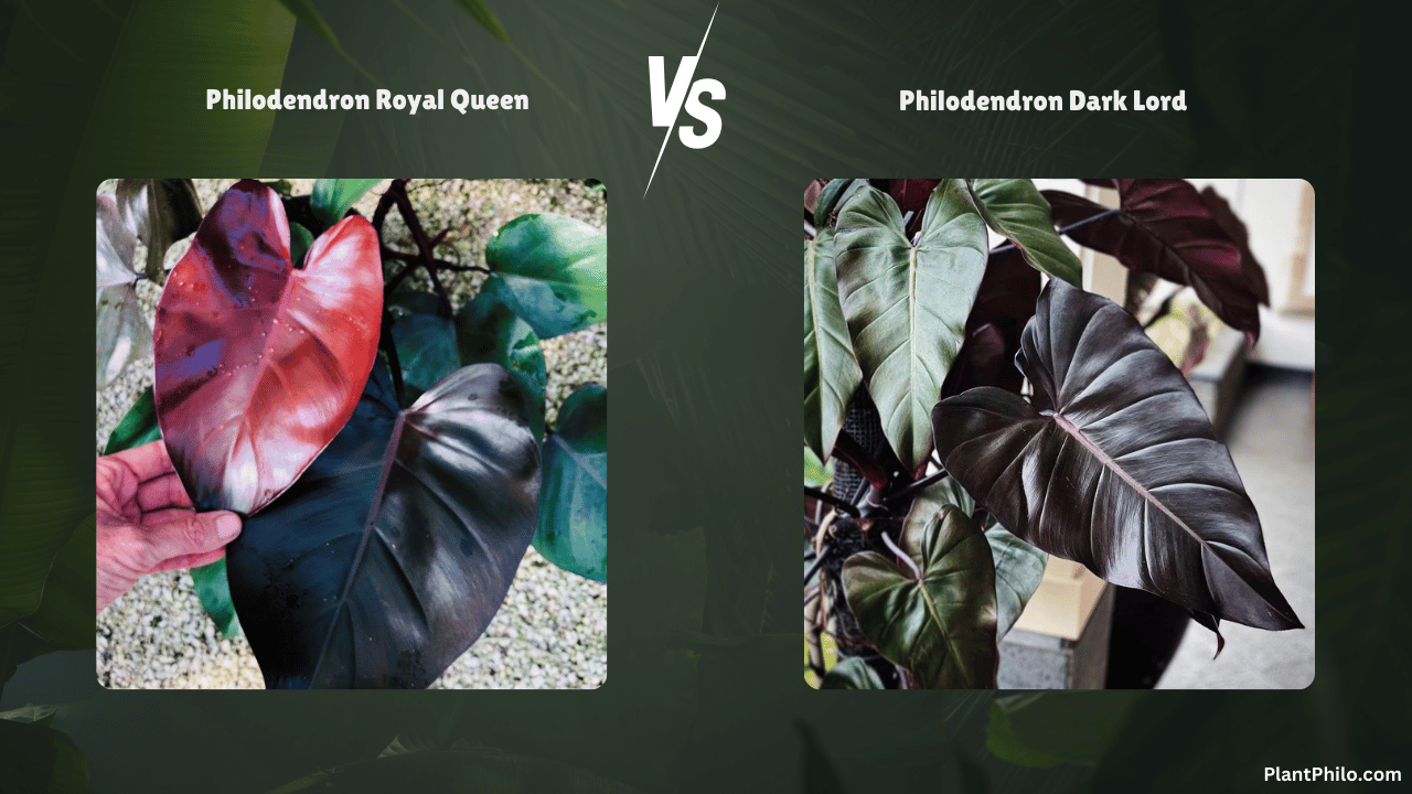 Philodendron Royal Queen vs Philodendron Dark Lord