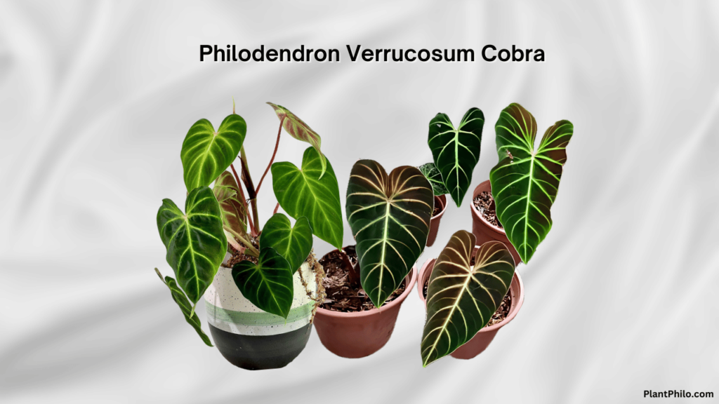 Philodendron Verrucosum Cobra