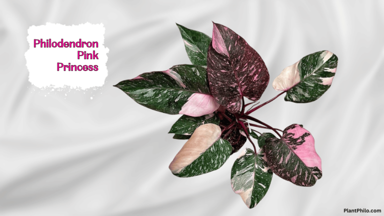 Philodendron pink princess